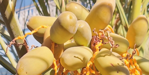 Mejdool Dates: A Taste of Tradition and Fruit of the future